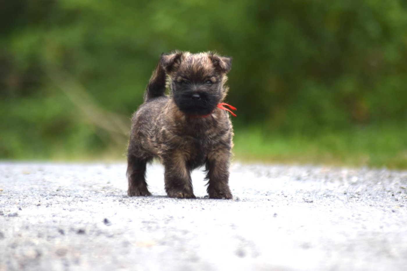de la vallée Caid - Chiots disponibles - Cairn Terrier