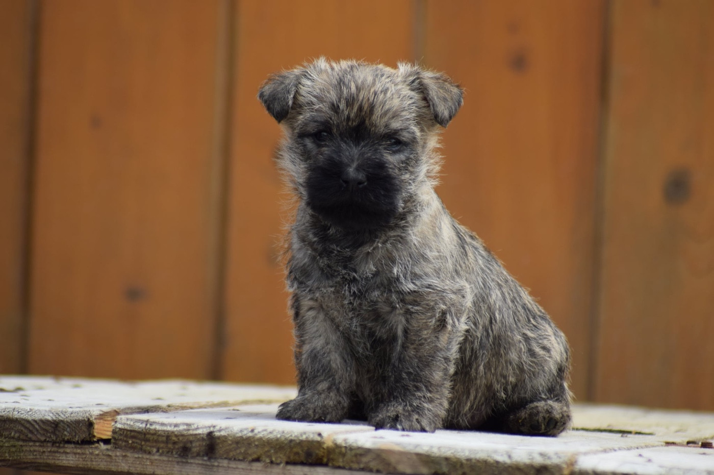 de la vallée Caid - Chiots disponibles - Cairn Terrier