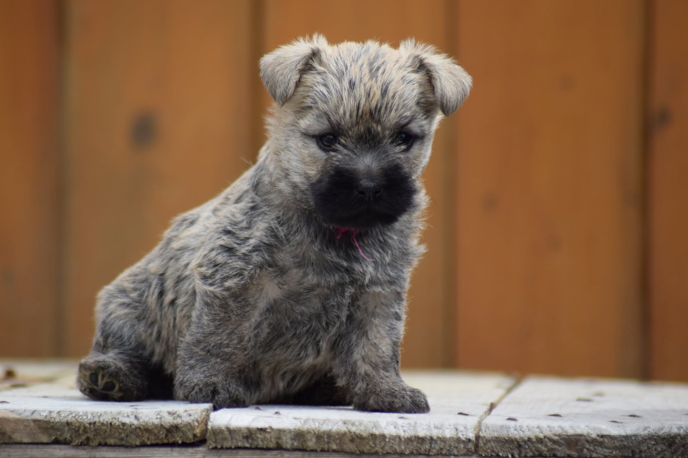 de la vallée Caid - Chiots disponibles - Cairn Terrier