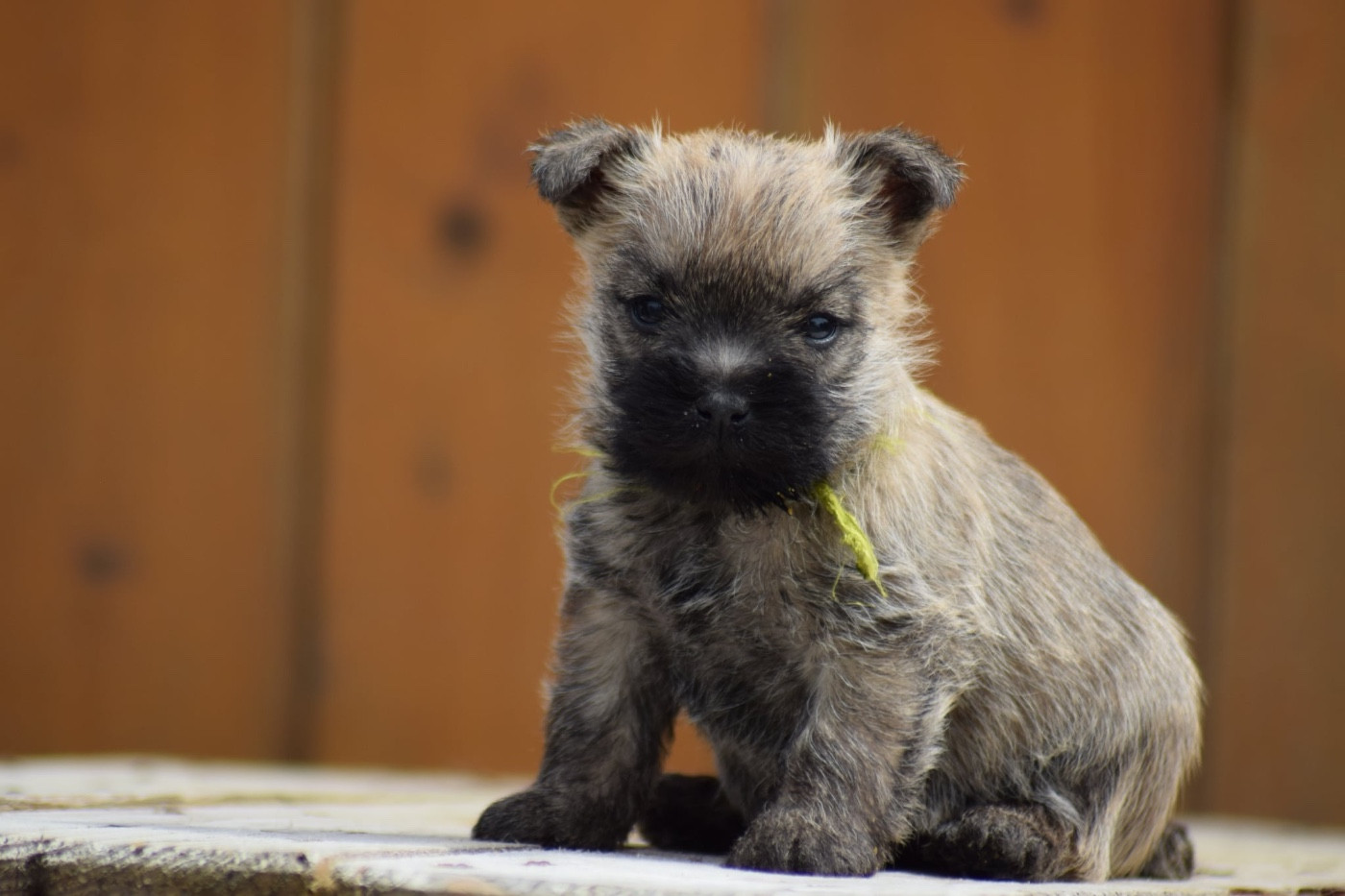 de la vallée Caid - Chiots disponibles - Cairn Terrier