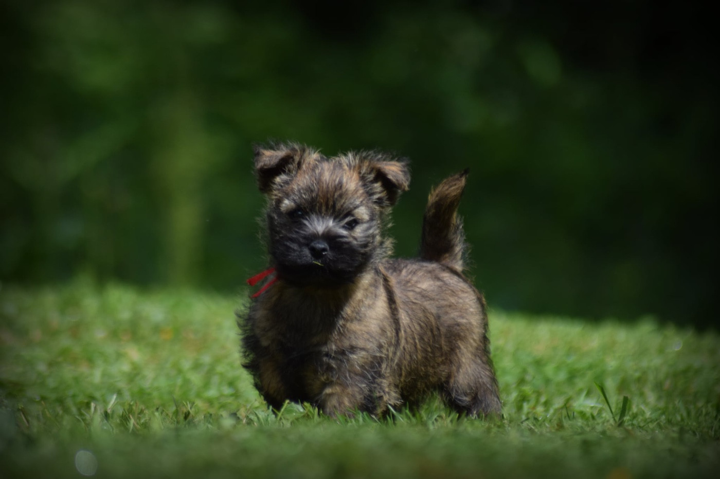 de la vallée Caid - Chiots disponibles - Cairn Terrier