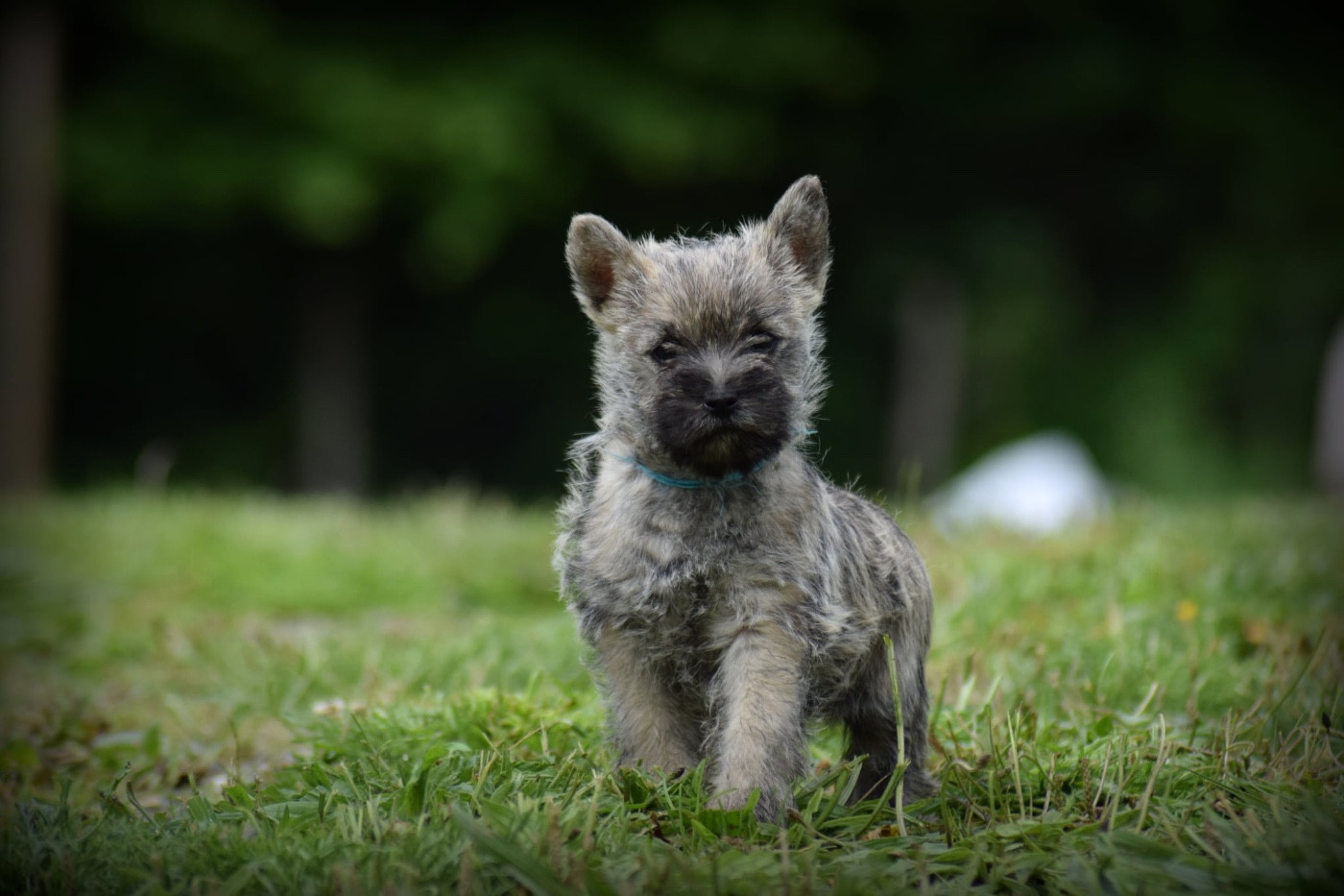 de la vallée Caid - Chiots disponibles - Cairn Terrier