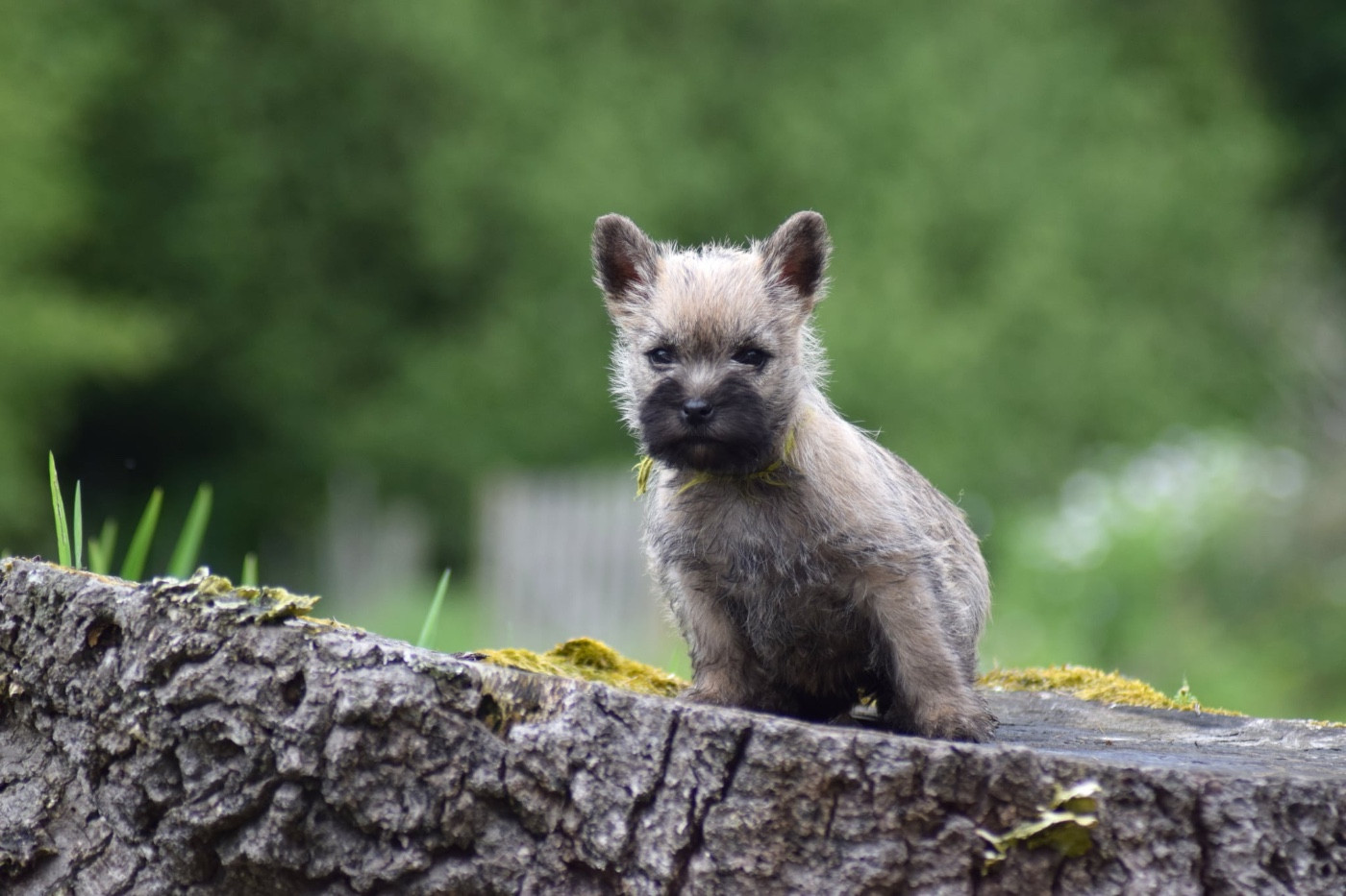 de la vallée Caid - Chiots disponibles - Cairn Terrier
