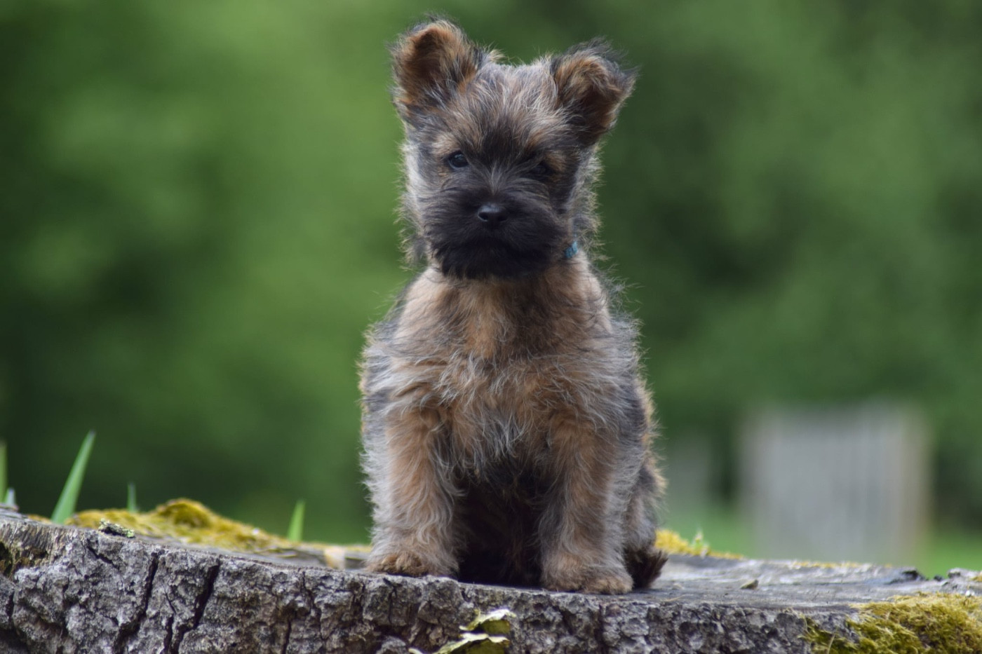 de la vallée Caid - Chiots disponibles - Cairn Terrier
