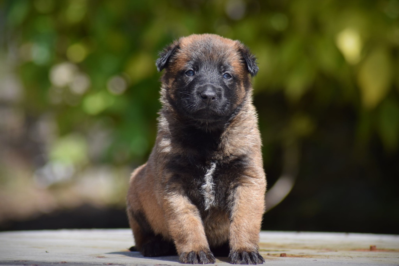 de la vallée Caid - Chiots disponibles - Berger Belge