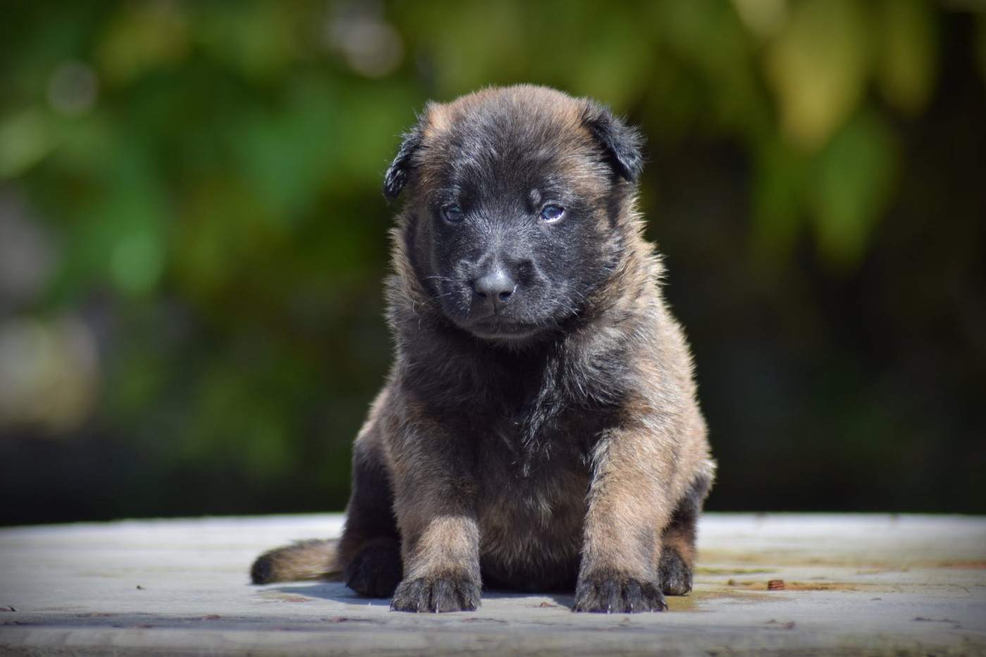 de la vallée Caid - Chiots disponibles - Berger Belge