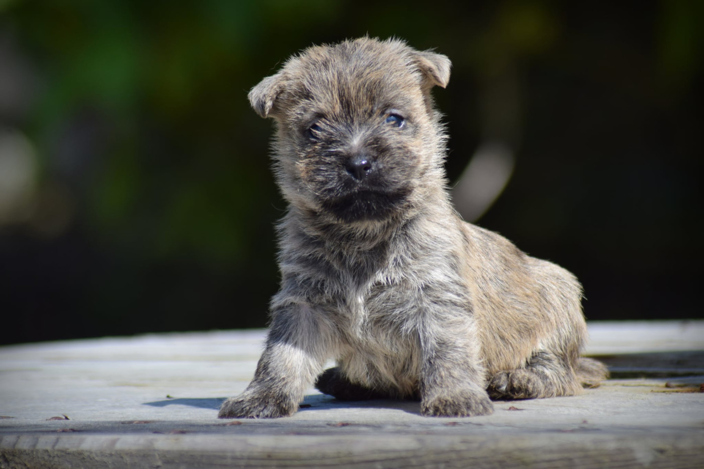 de la vallée Caid - Chiots disponibles - Cairn Terrier