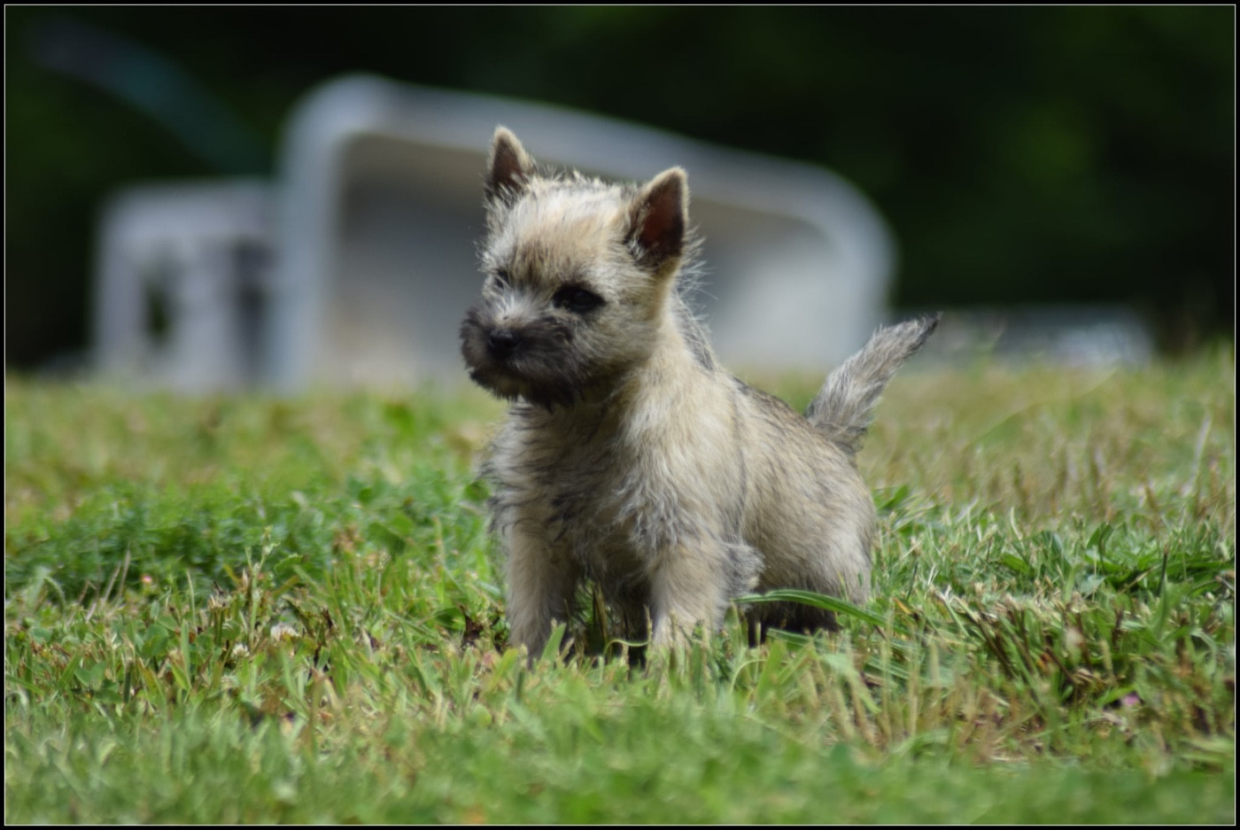de la vallée Caid - Chiots disponibles - Cairn Terrier