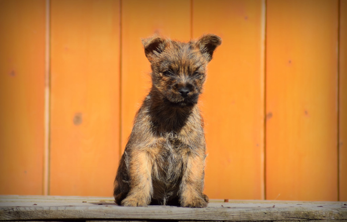 de la vallée Caid - Chiots disponibles - Cairn Terrier
