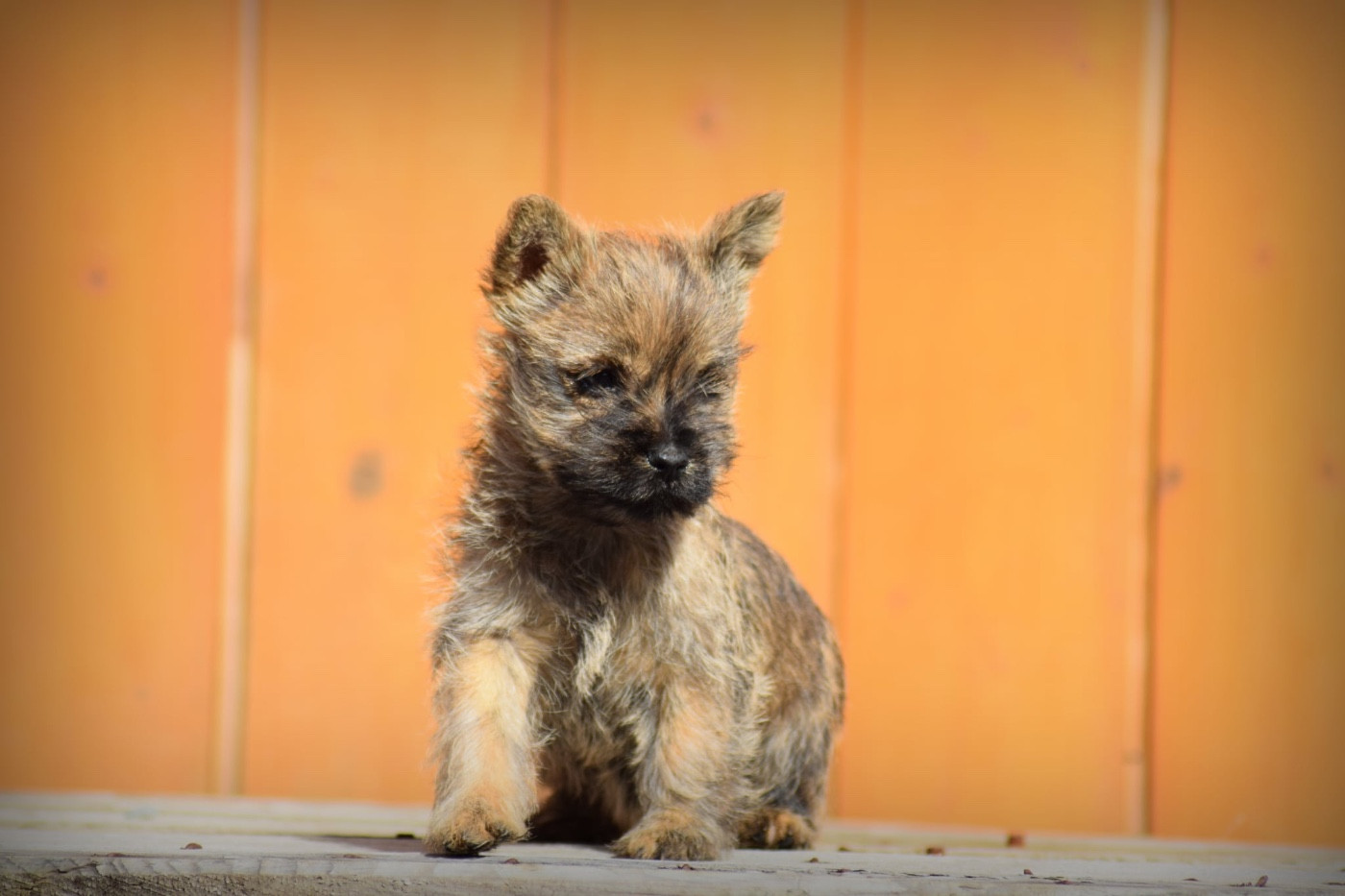 de la vallée Caid - Chiots disponibles - Cairn Terrier