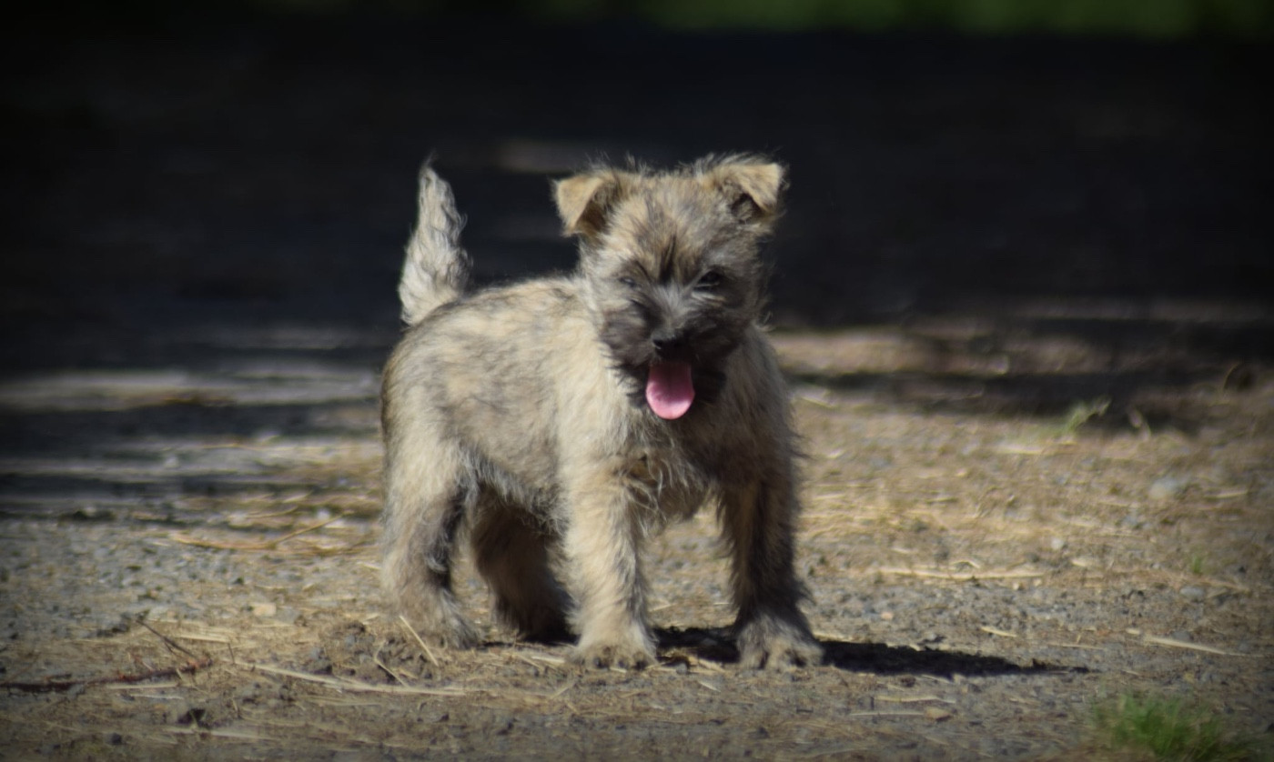 de la vallée Caid - Chiots disponibles - Cairn Terrier