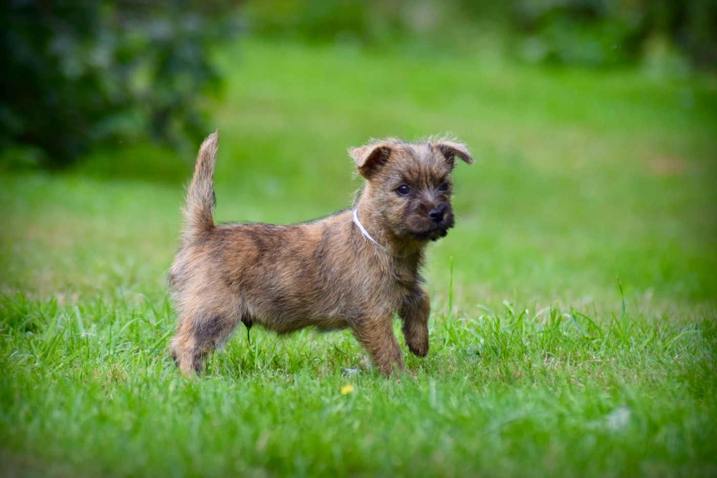 de la vallée Caid - Chiots disponibles - Cairn Terrier
