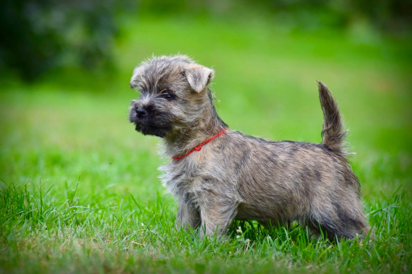 de la vallée Caid - Chiots disponibles - Cairn Terrier