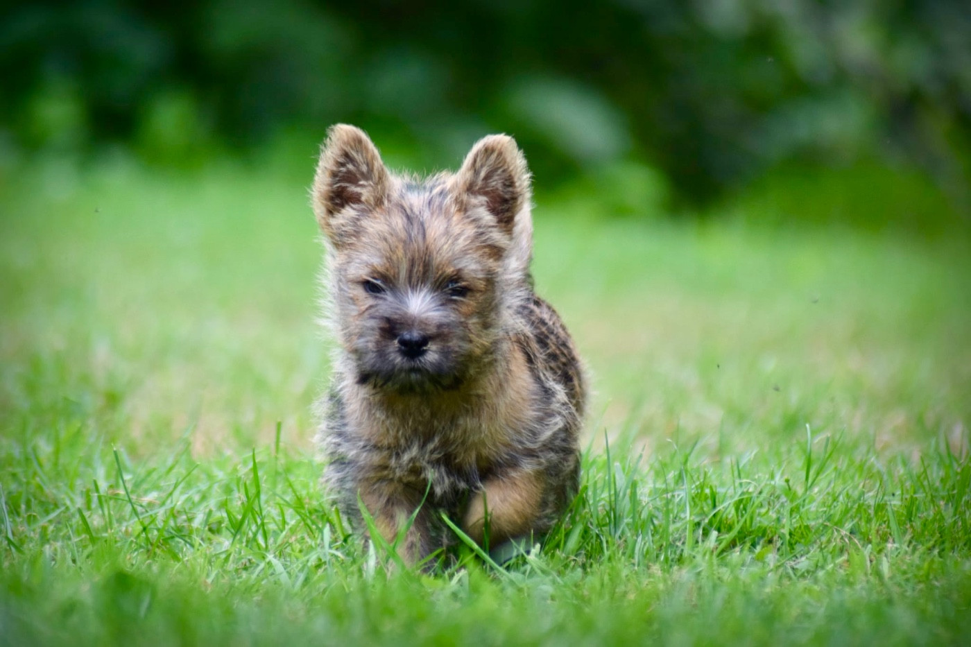 de la vallée Caid - Chiots disponibles - Cairn Terrier