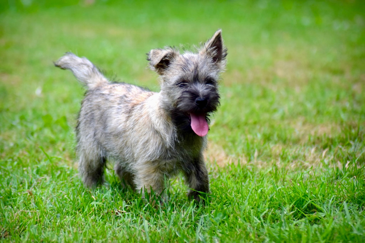 de la vallée Caid - Chiots disponibles - Cairn Terrier