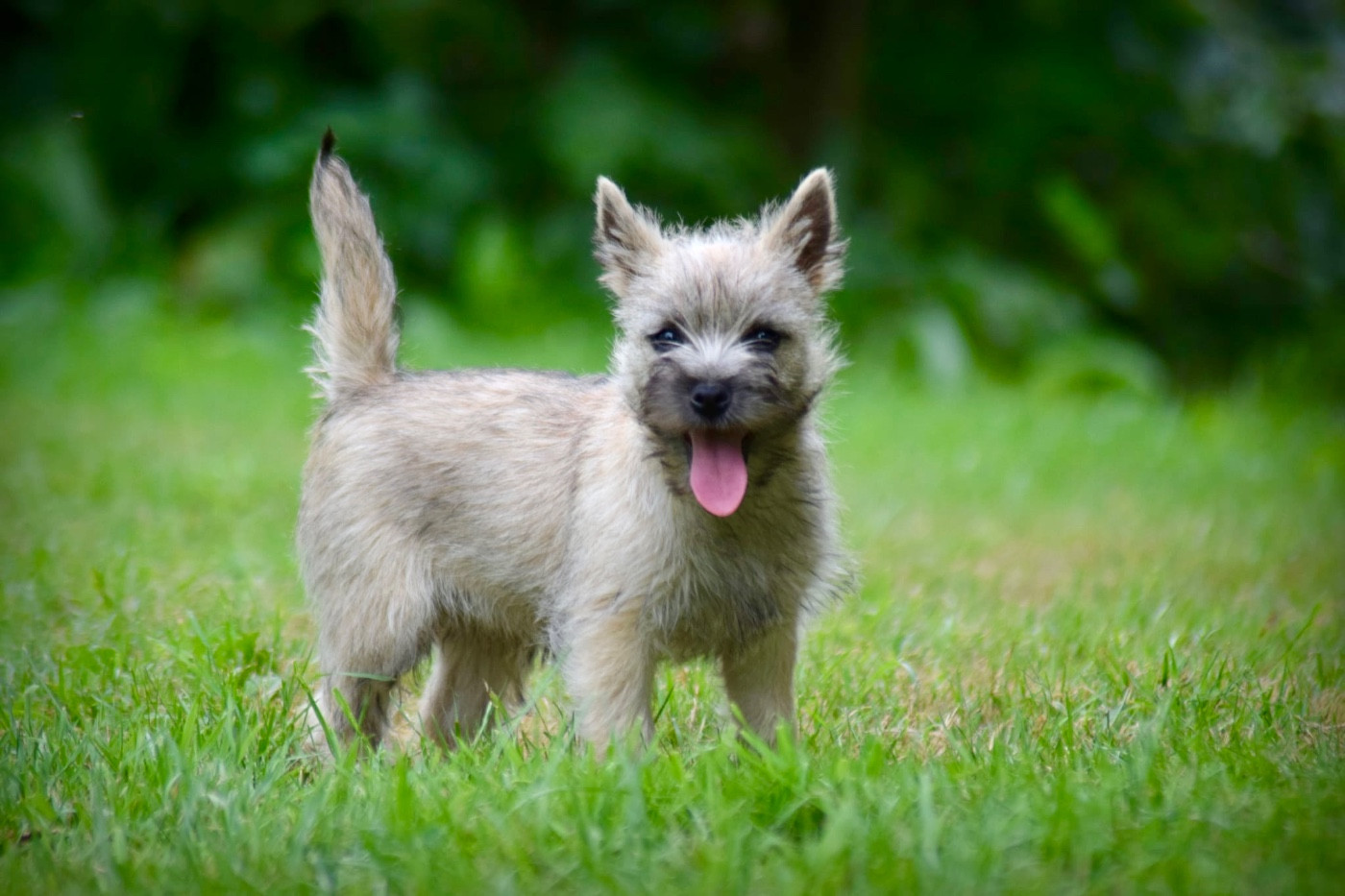 de la vallée Caid - Chiots disponibles - Cairn Terrier