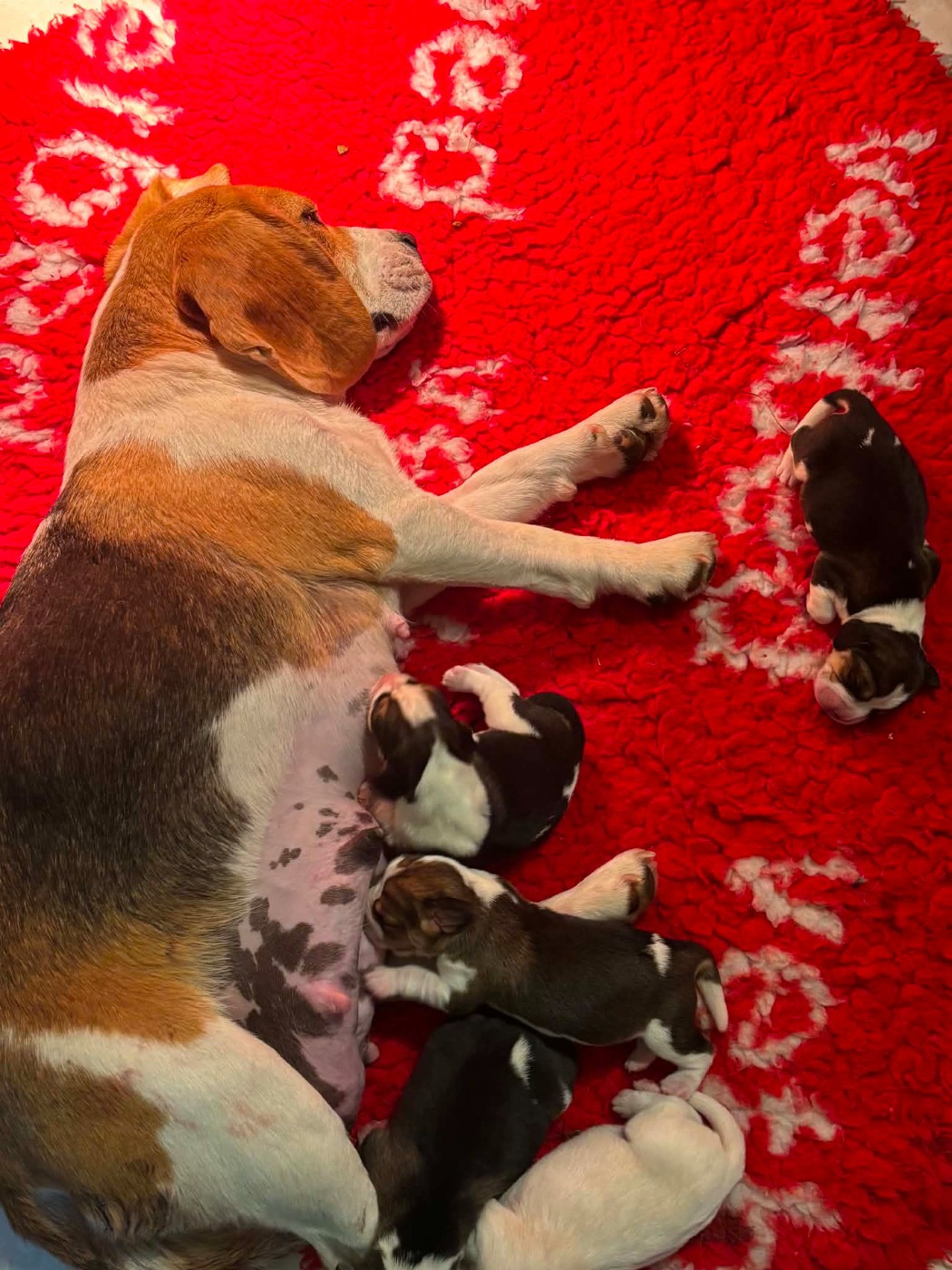 de la vallée Caid - Chiots disponibles - Beagle