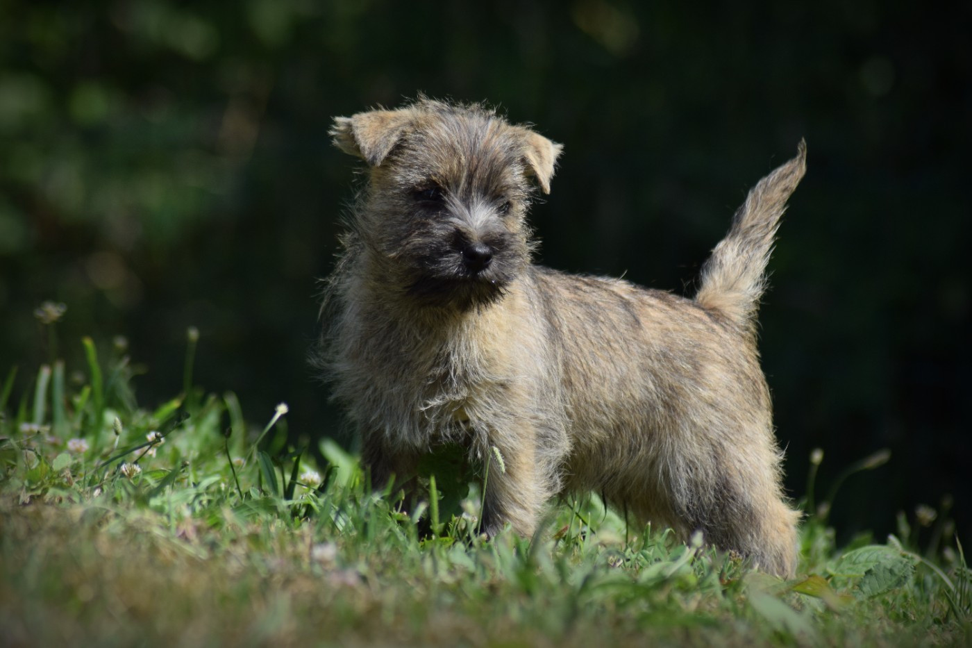 de la vallée Caid - Chiots disponibles - Cairn Terrier
