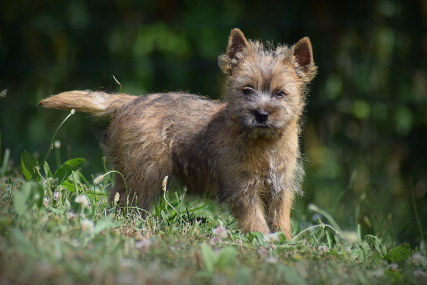 de la vallée Caid - Chiots disponibles - Cairn Terrier