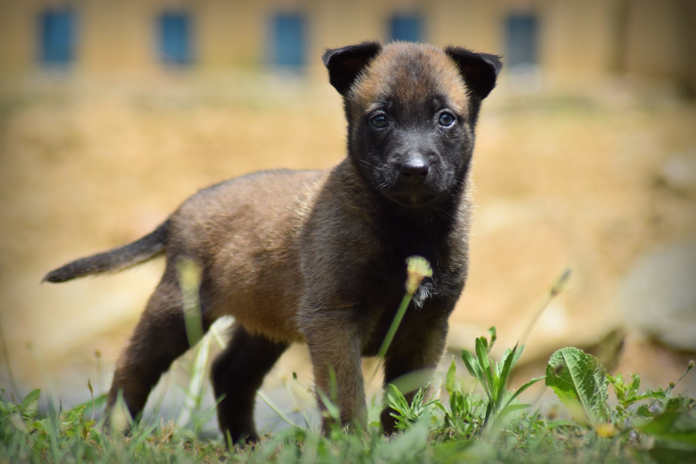 de la vallée Caid - Chiots disponibles - Berger Belge