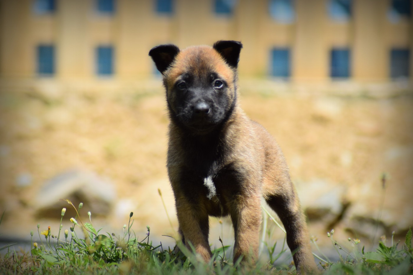 de la vallée Caid - Chiots disponibles - Berger Belge