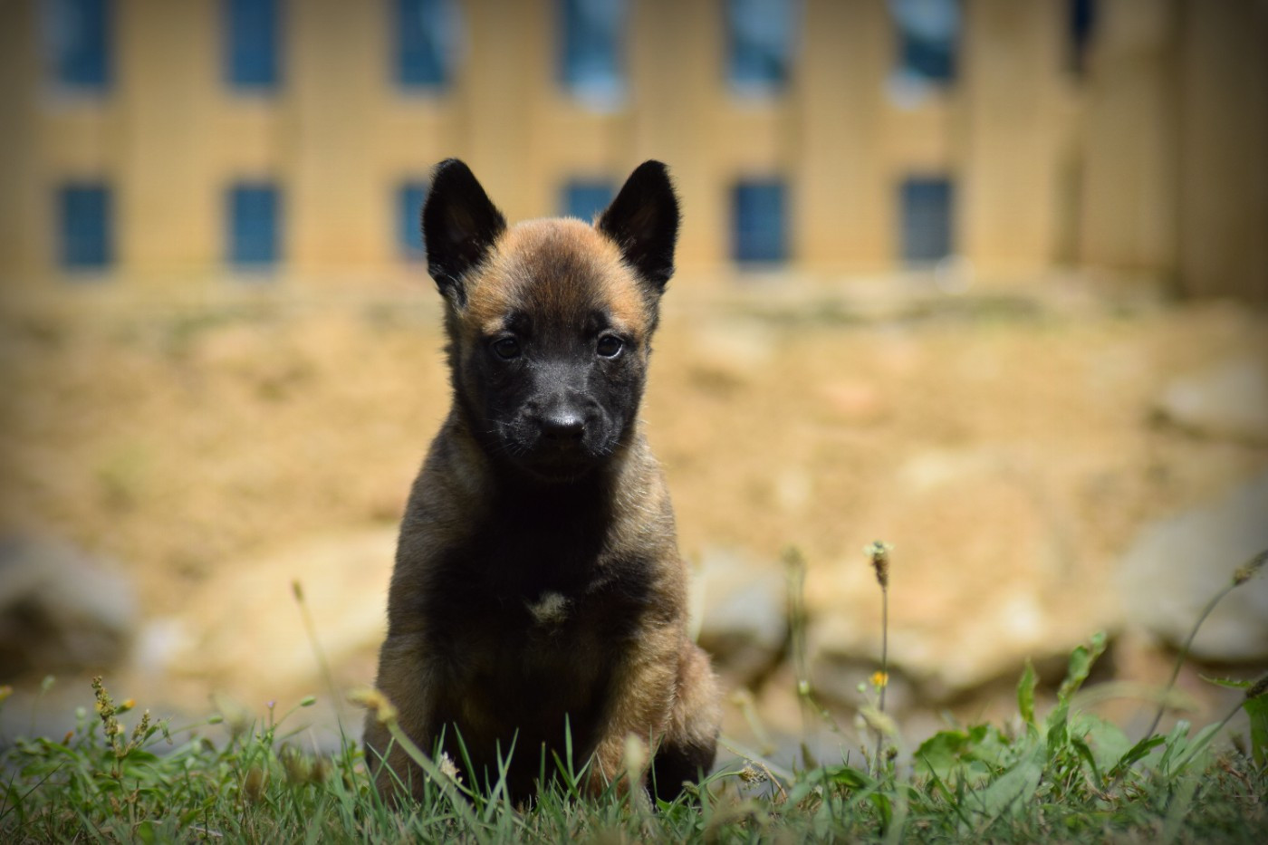 de la vallée Caid - Chiots disponibles - Berger Belge