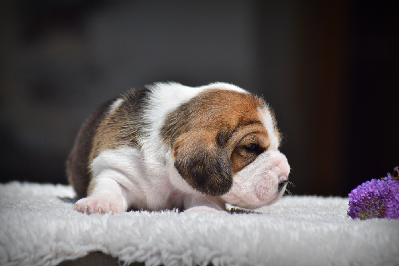 de la vallée Caid - Chiots disponibles - Beagle