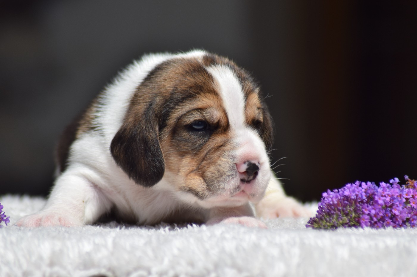 de la vallée Caid - Chiots disponibles - Beagle