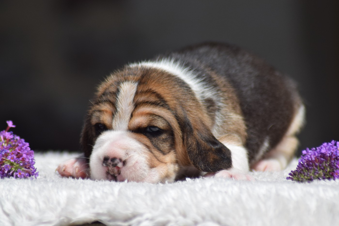 de la vallée Caid - Chiots disponibles - Beagle