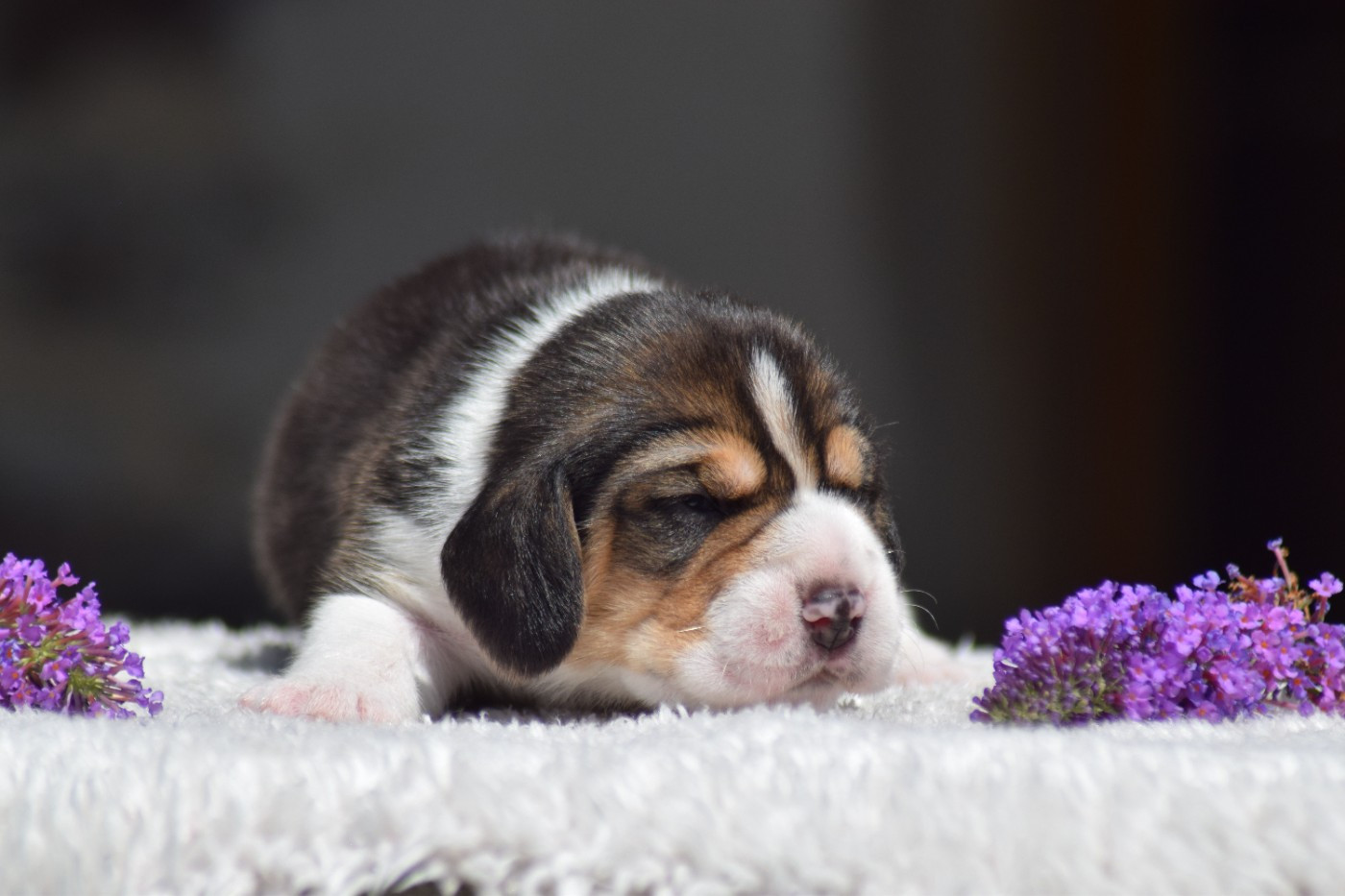 de la vallée Caid - Chiots disponibles - Beagle