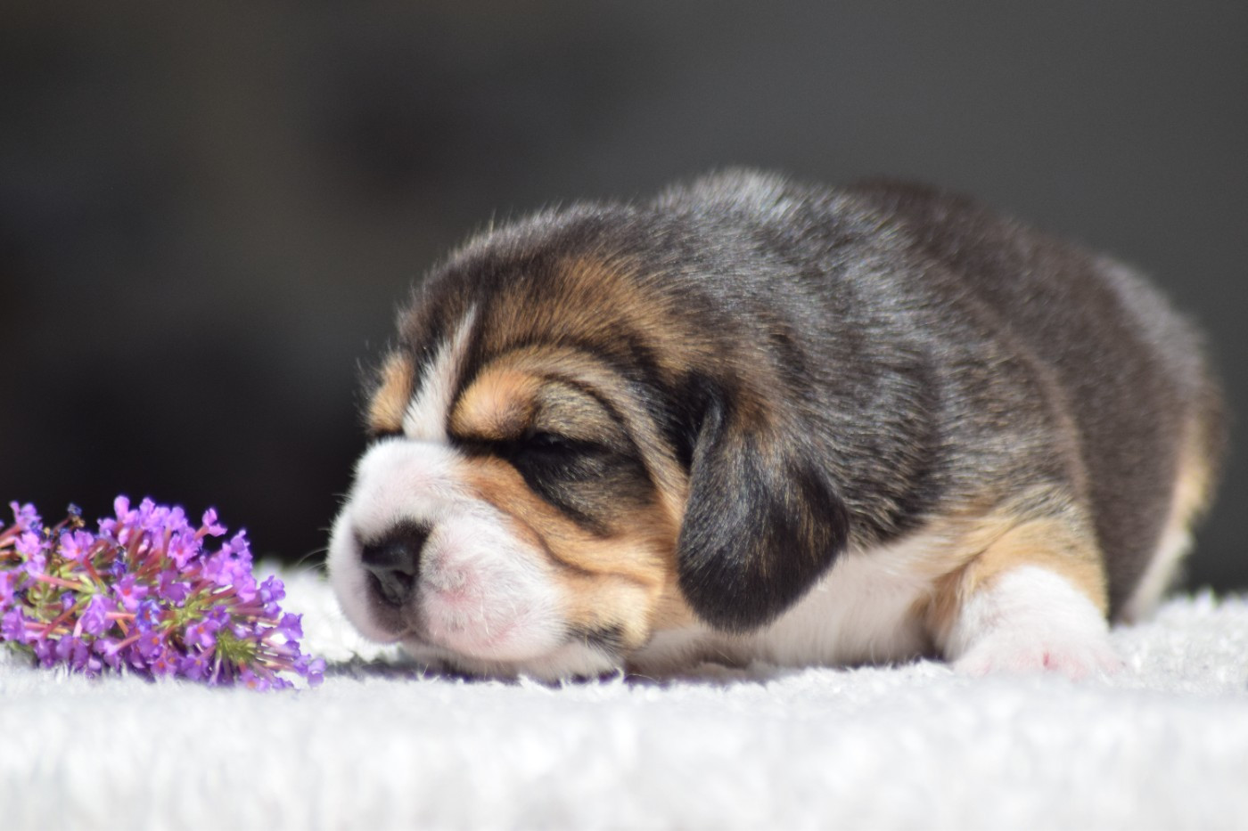 de la vallée Caid - Chiots disponibles - Beagle
