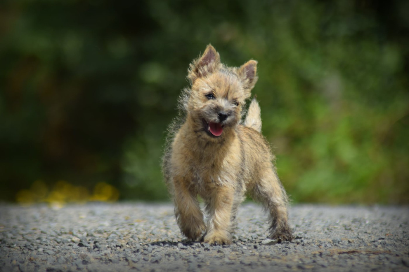 de la vallée Caid - Chiots disponibles - Cairn Terrier