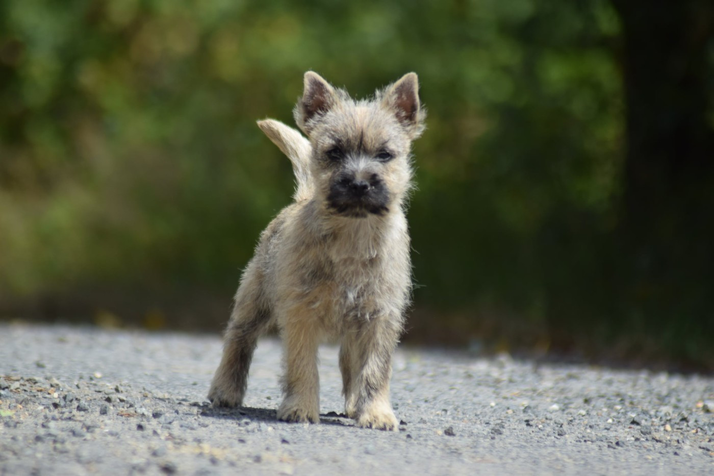 de la vallée Caid - Chiots disponibles - Cairn Terrier
