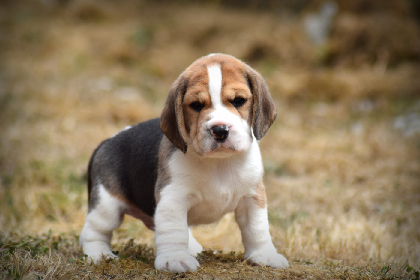 de la vallée Caid - Chiots disponibles - Beagle