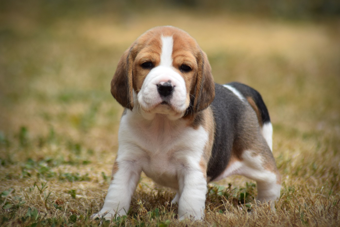 de la vallée Caid - Chiots disponibles - Beagle