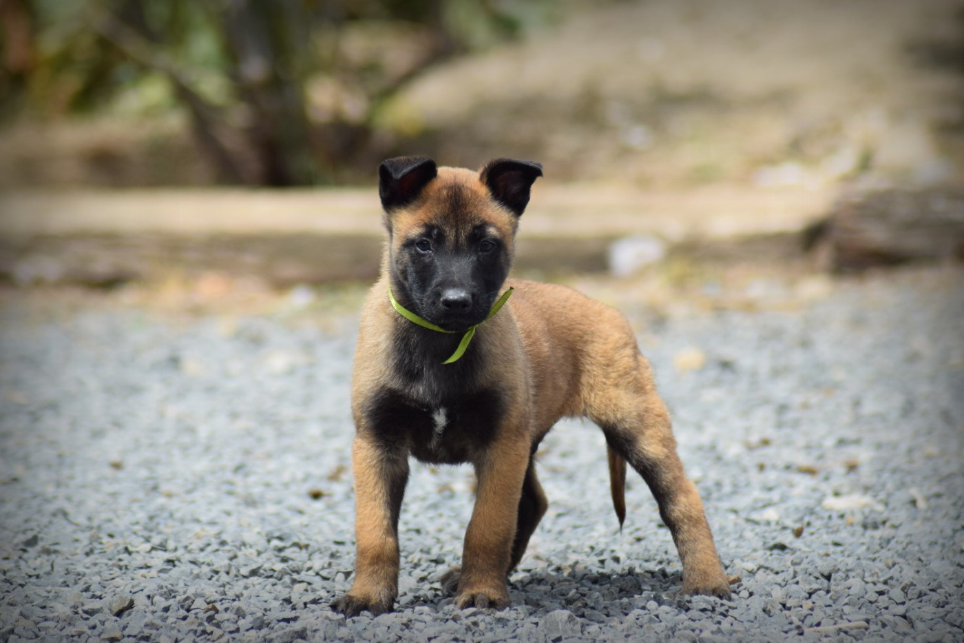 de la vallée Caid - Chiots disponibles - Berger Belge