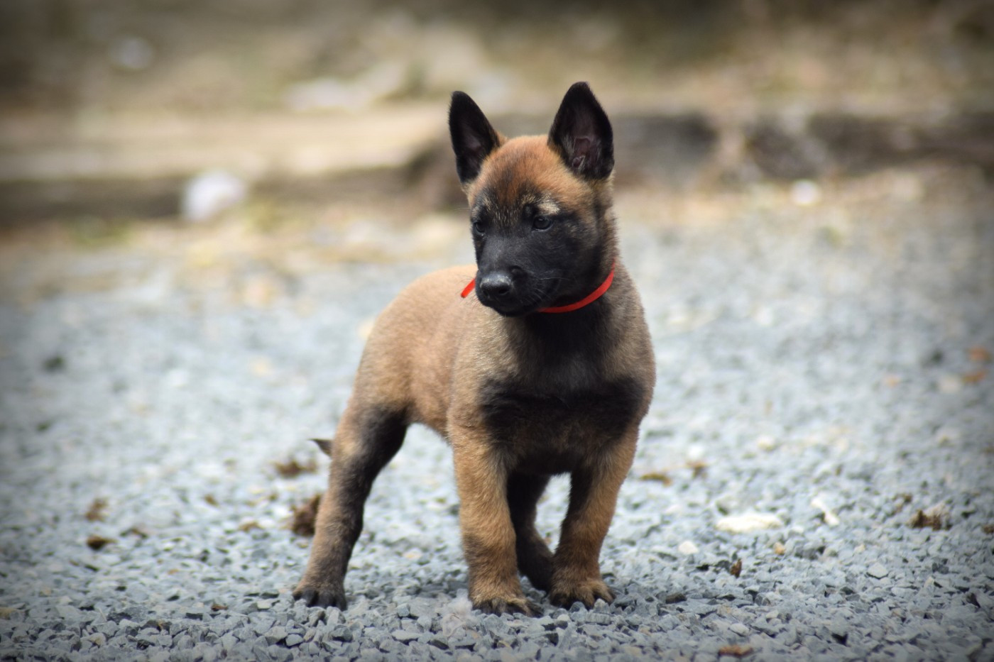de la vallée Caid - Chiots disponibles - Berger Belge