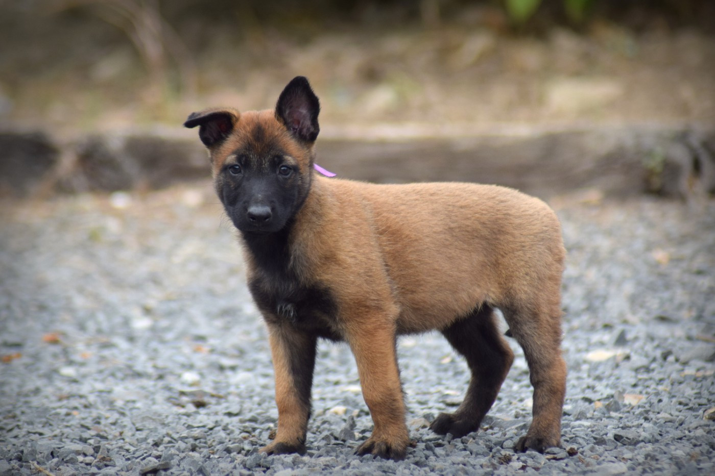 de la vallée Caid - Chiots disponibles - Berger Belge