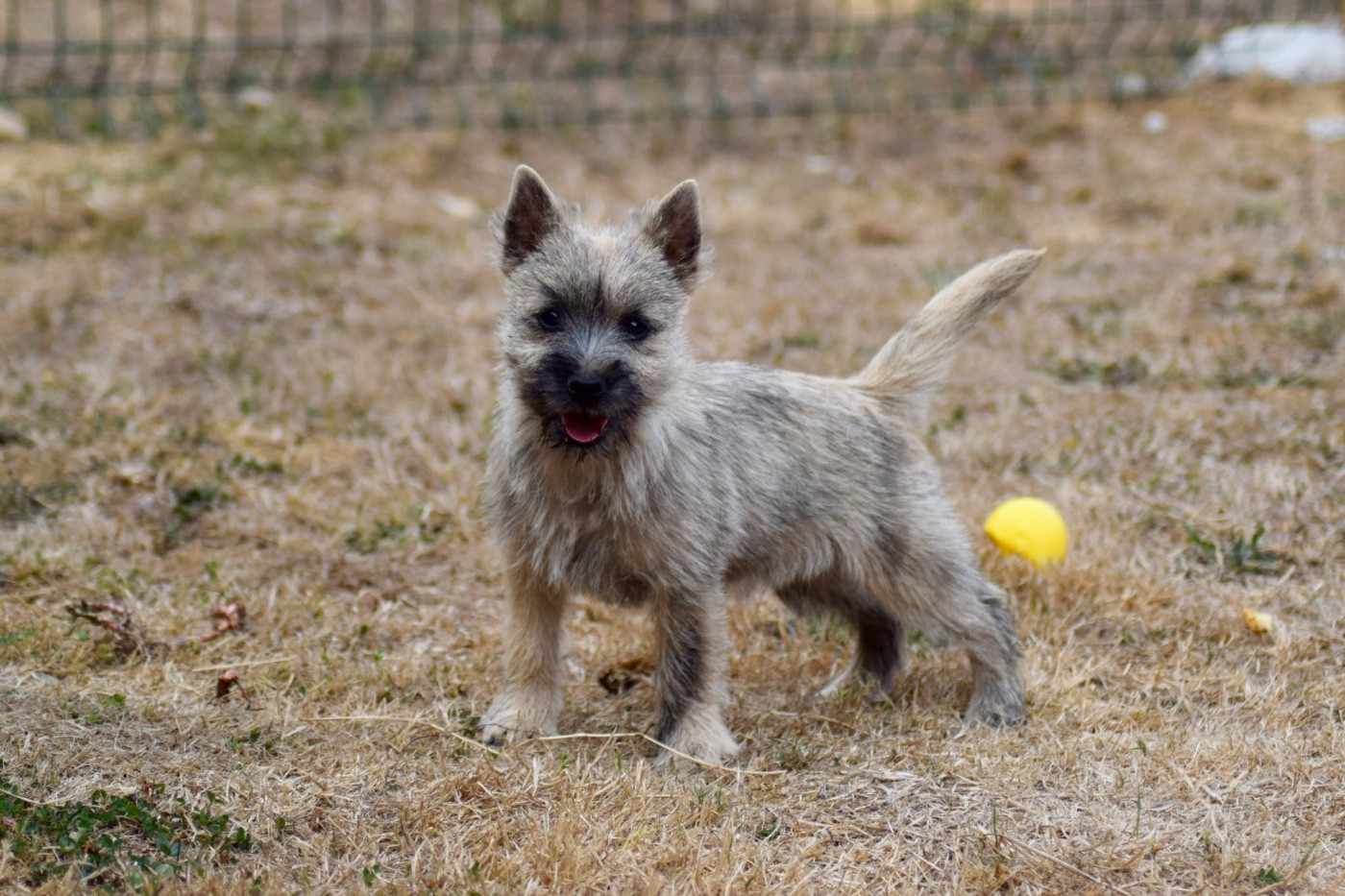 de la vallée Caid - Chiots disponibles - Cairn Terrier