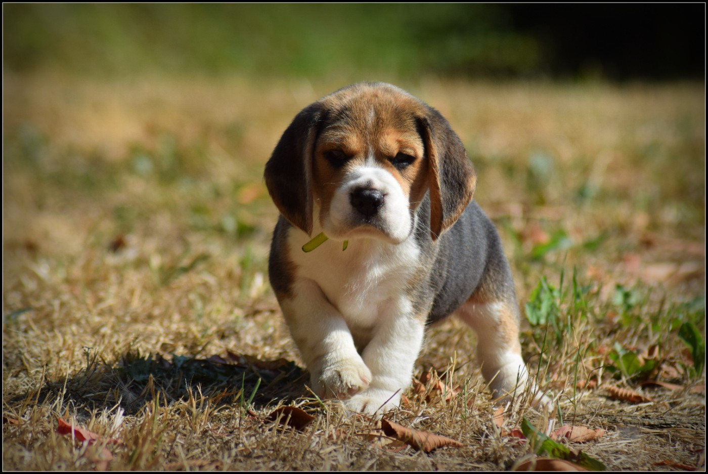 de la vallée Caid - Chiots disponibles - Beagle