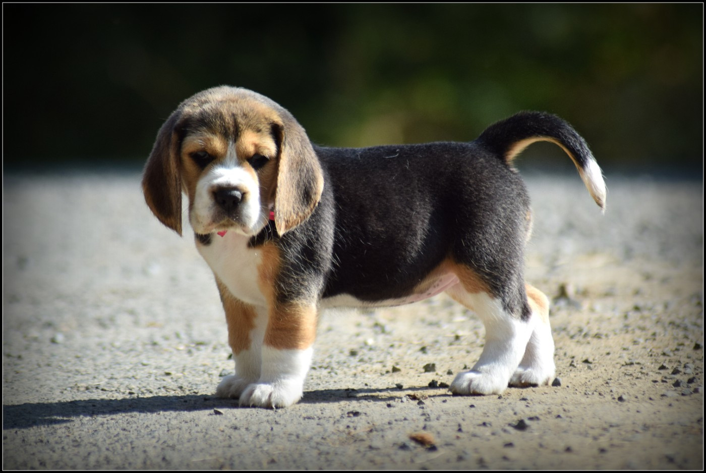 de la vallée Caid - Chiots disponibles - Beagle