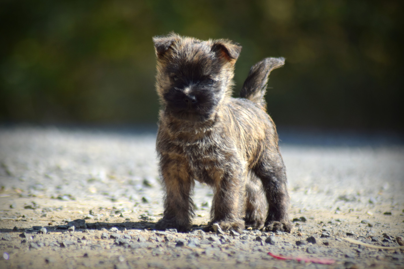 Chiot Cairn Terrier de la vallée Caid