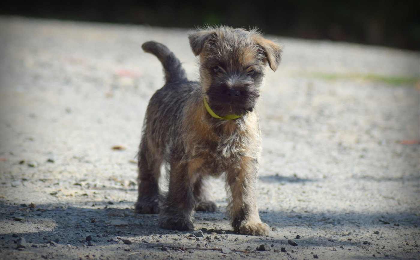 de la vallée Caid - Chiots disponibles - Cairn Terrier