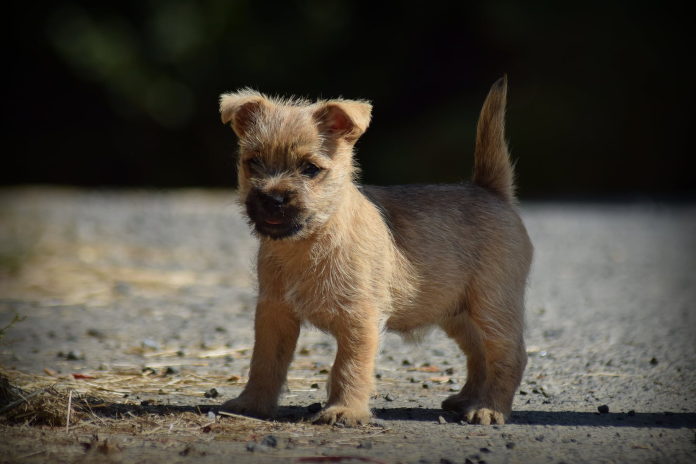 de la vallée Caid - Chiots disponibles - Cairn Terrier