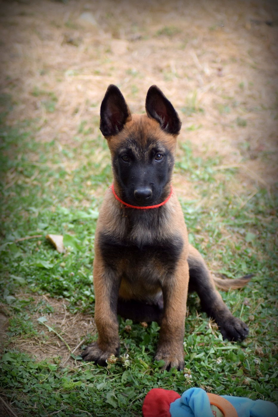 de la vallée Caid - Chiots disponibles - Berger Belge