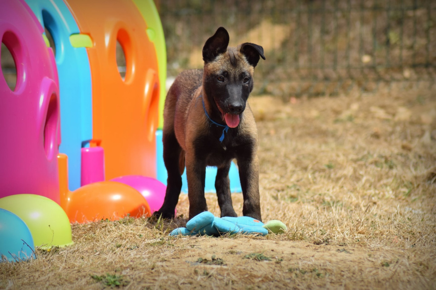 de la vallée Caid - Chiots disponibles - Berger Belge