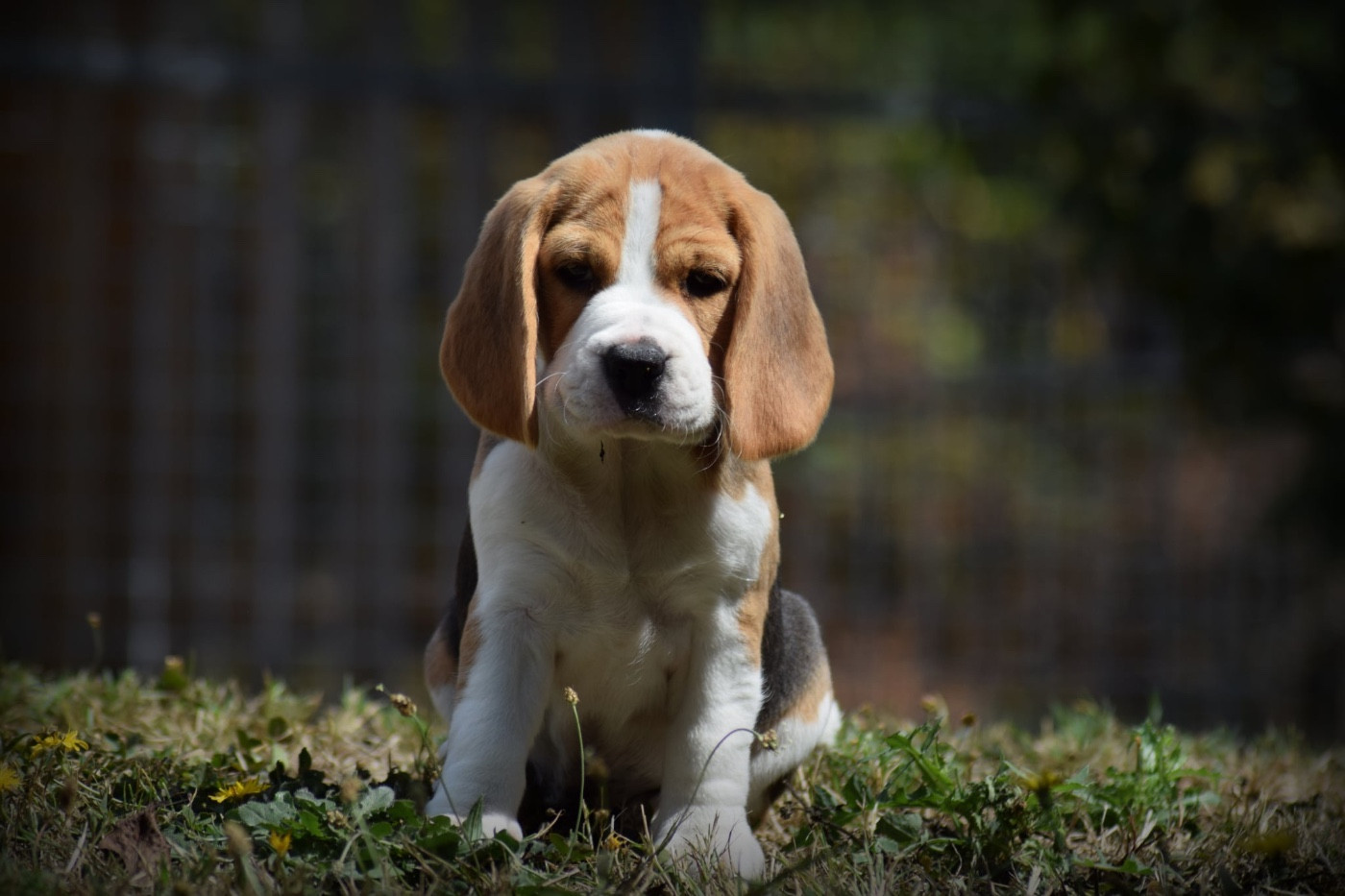 de la vallée Caid - Chiots disponibles - Beagle