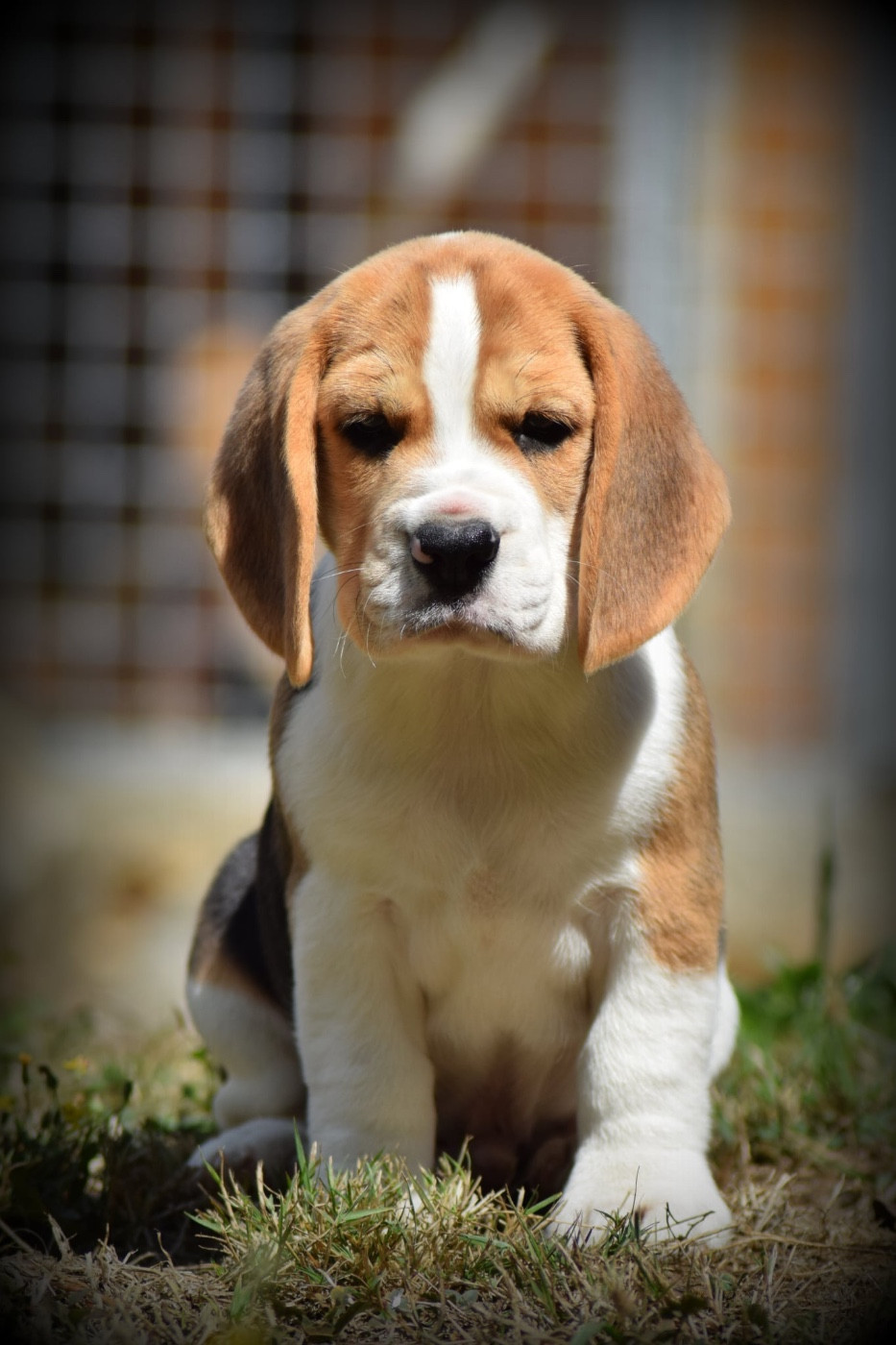 de la vallée Caid - Chiots disponibles - Beagle