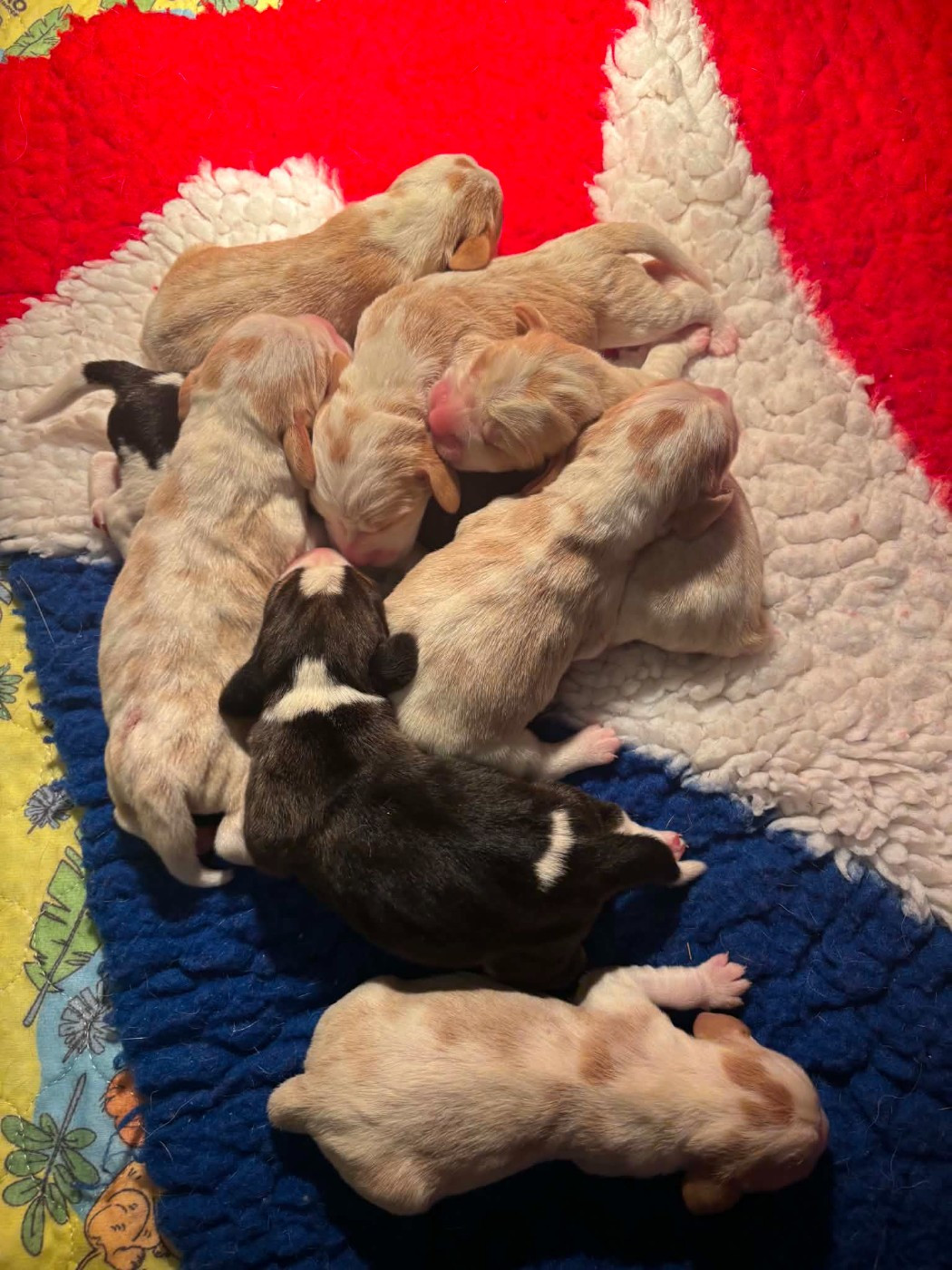 de la vallée Caid - Chiots disponibles - Beagle