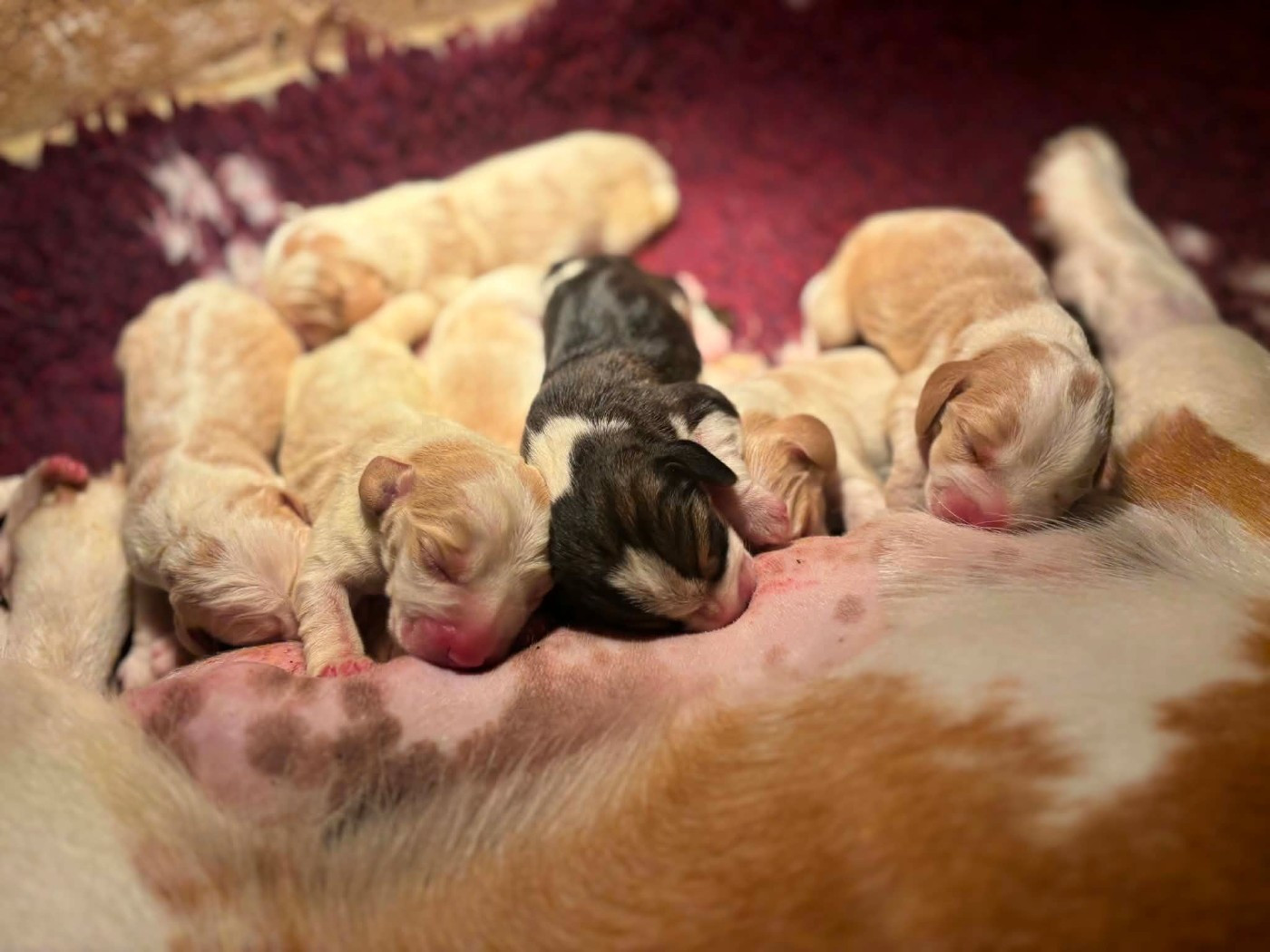 de la vallée Caid - Chiots disponibles - Beagle